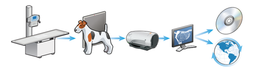 <p>Stages of computed radiography </p>