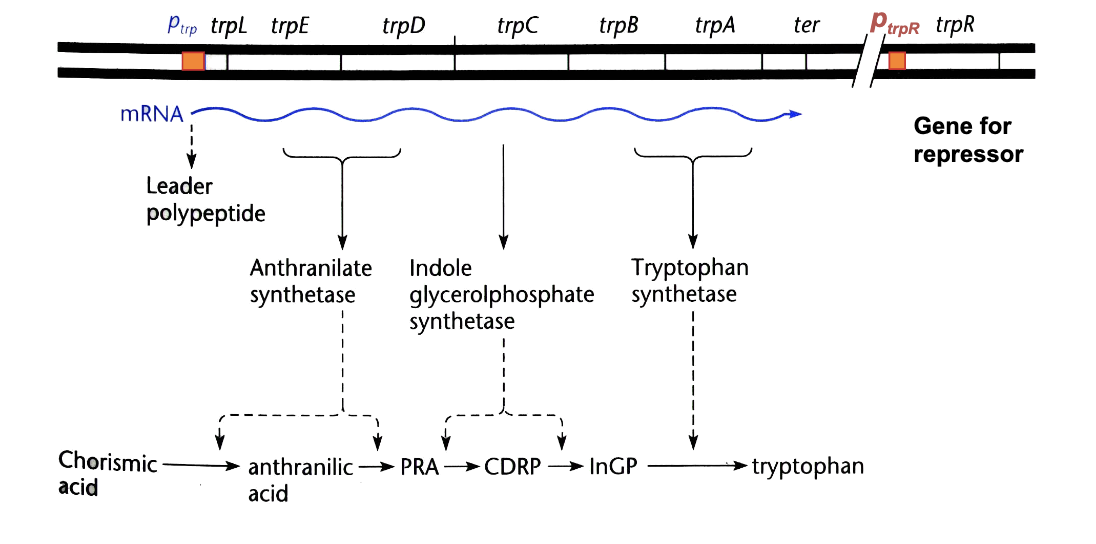 <p>a single promoter negatively regulated by the TrpR aporepressor </p>