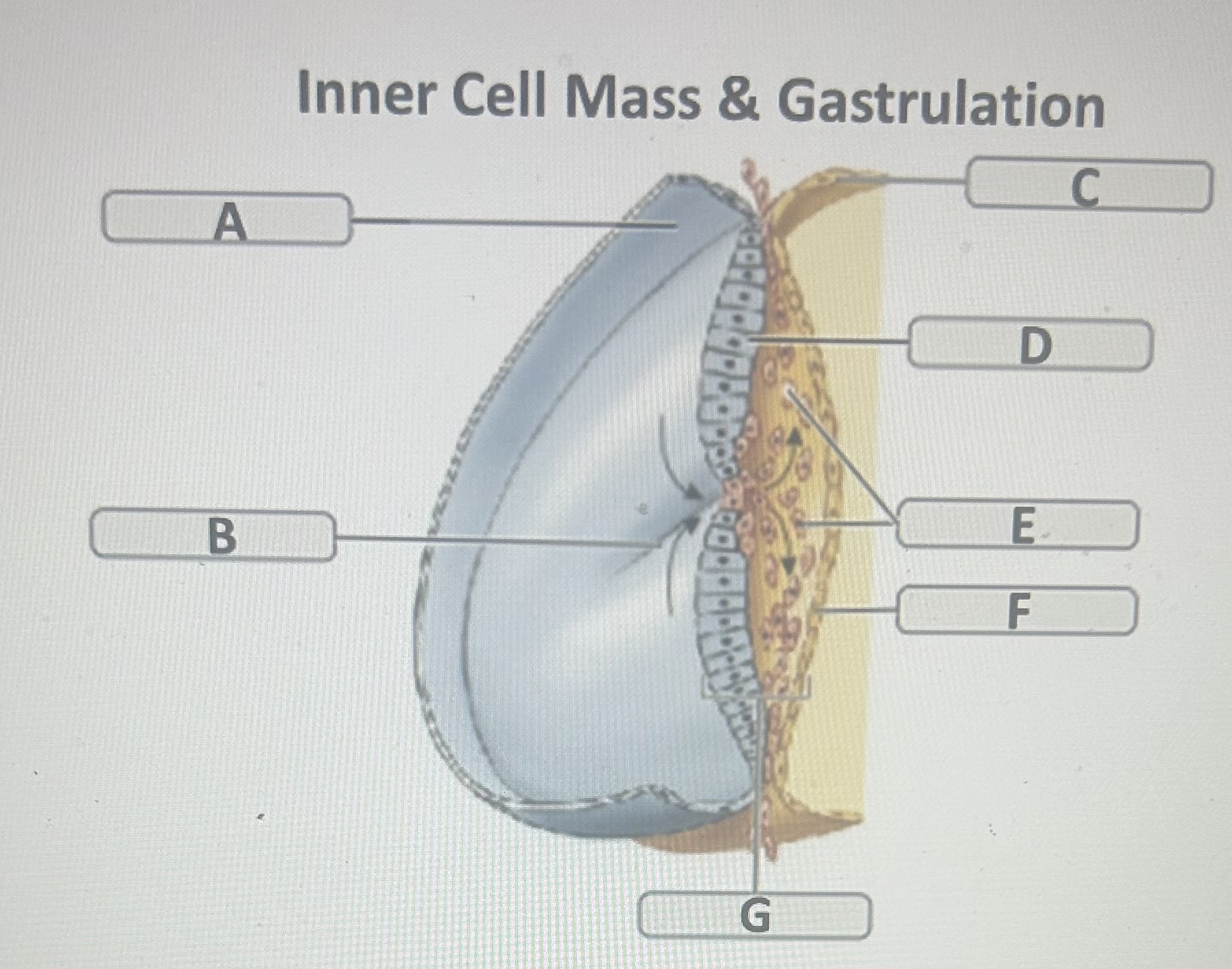 Identify the gastrulation structure labeled B