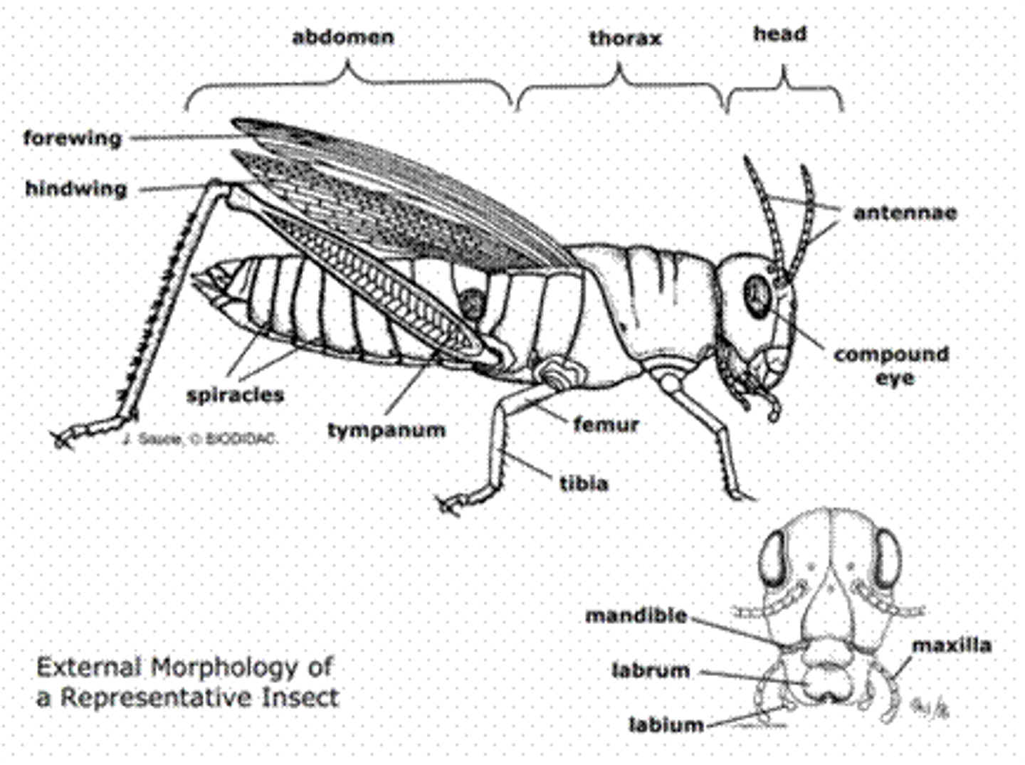 <p>modified mouthparts, antennae, 3 pairs of walking legs. (Wings are an extension of the cuticle, not a modified appendage).</p>