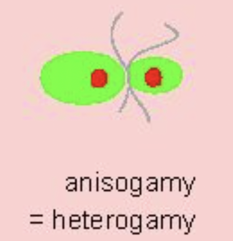 <p>anisogamy</p>