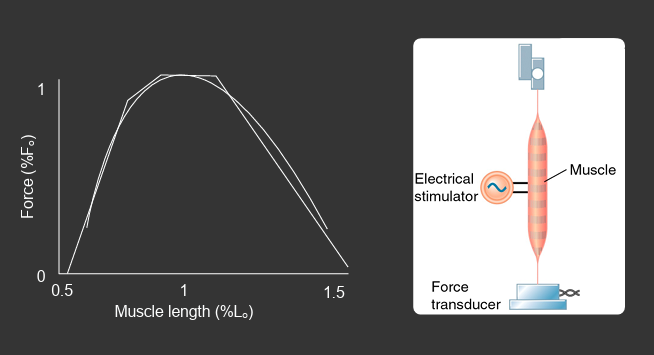 <p>x axis = muscle length (% Lo) </p><p>y axis = force (%Fo) </p>
