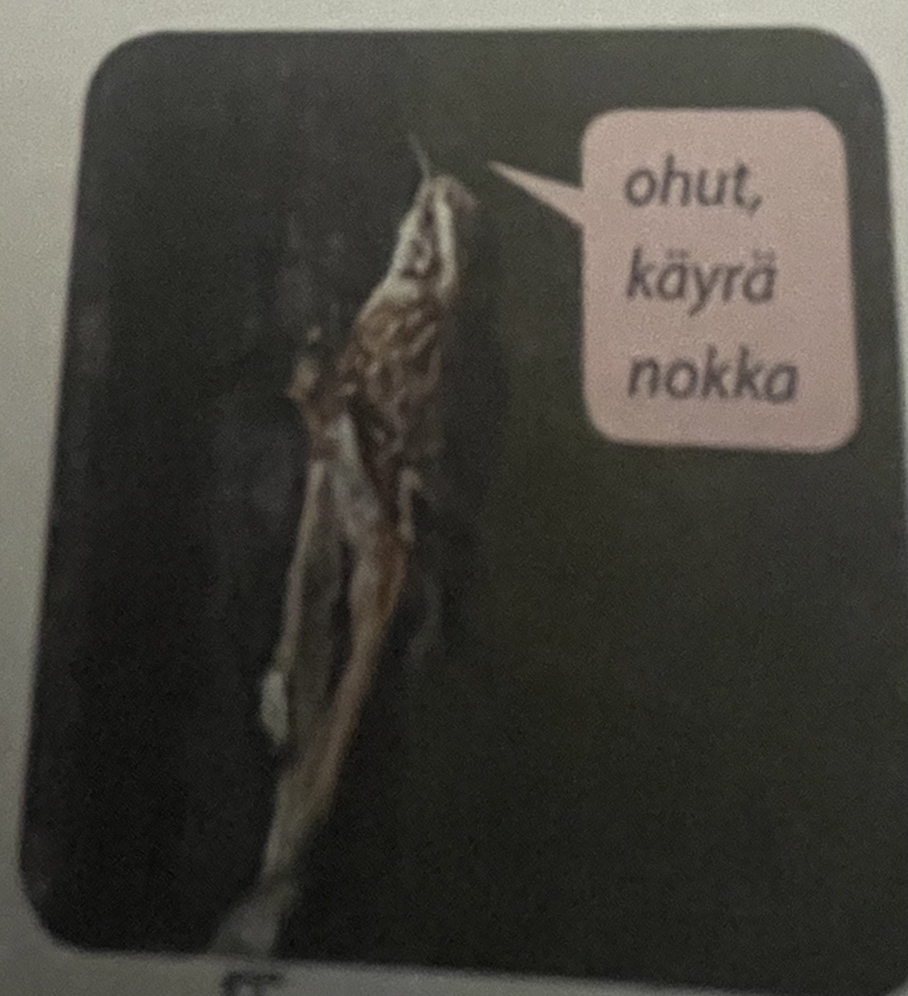<p>mikä eläin</p>