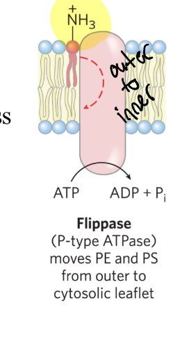 <p>catalyze translocation of the amino-</p><p>phospholipids (phosphatidylethanolamine - PE) and phosphatidylserine (PS) from the extracellular to the cytoplasmic leaflet </p><p>– consume ~1 ATP per molecule of phospholipid</p><p>translocated </p>