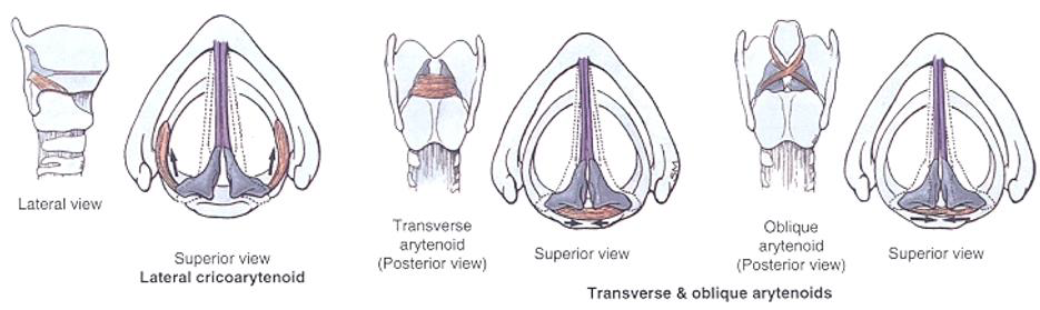 <p>A hangrés pars membranaceáját a m. cricoarythenoideus lateralis, pars cartilagineáját a mm. (inter)arythenoidei zárja.</p>