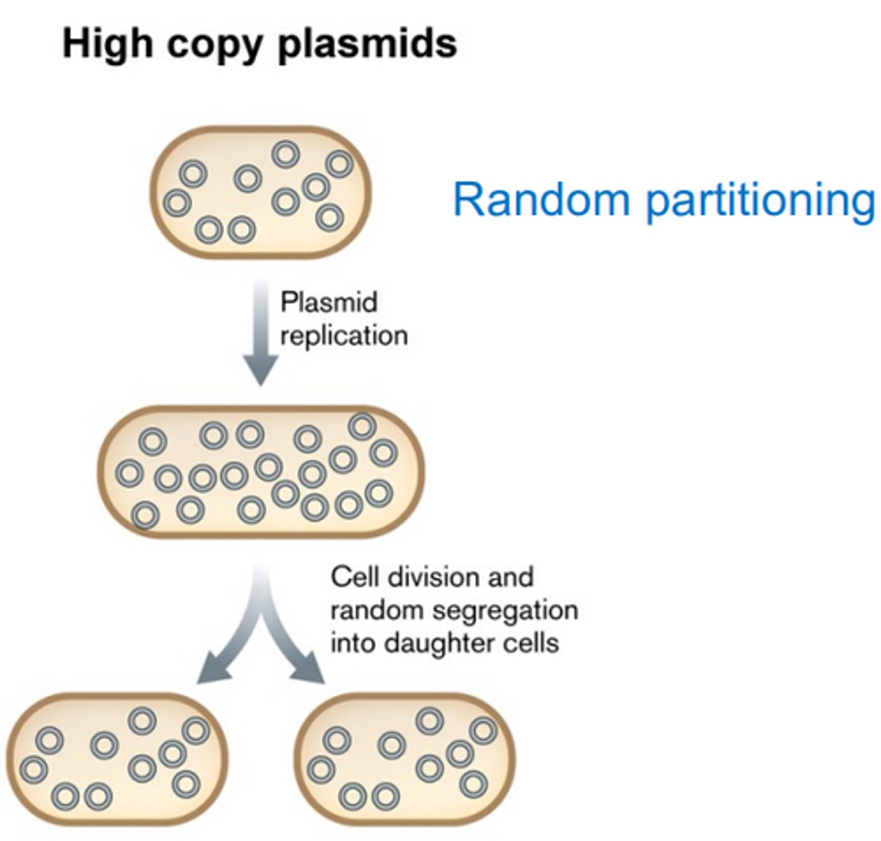 <p>Done randomly, as long as copy number is higher than 15, there is a one in a million chance of a daughter cell to not contain the plasmid.</p>