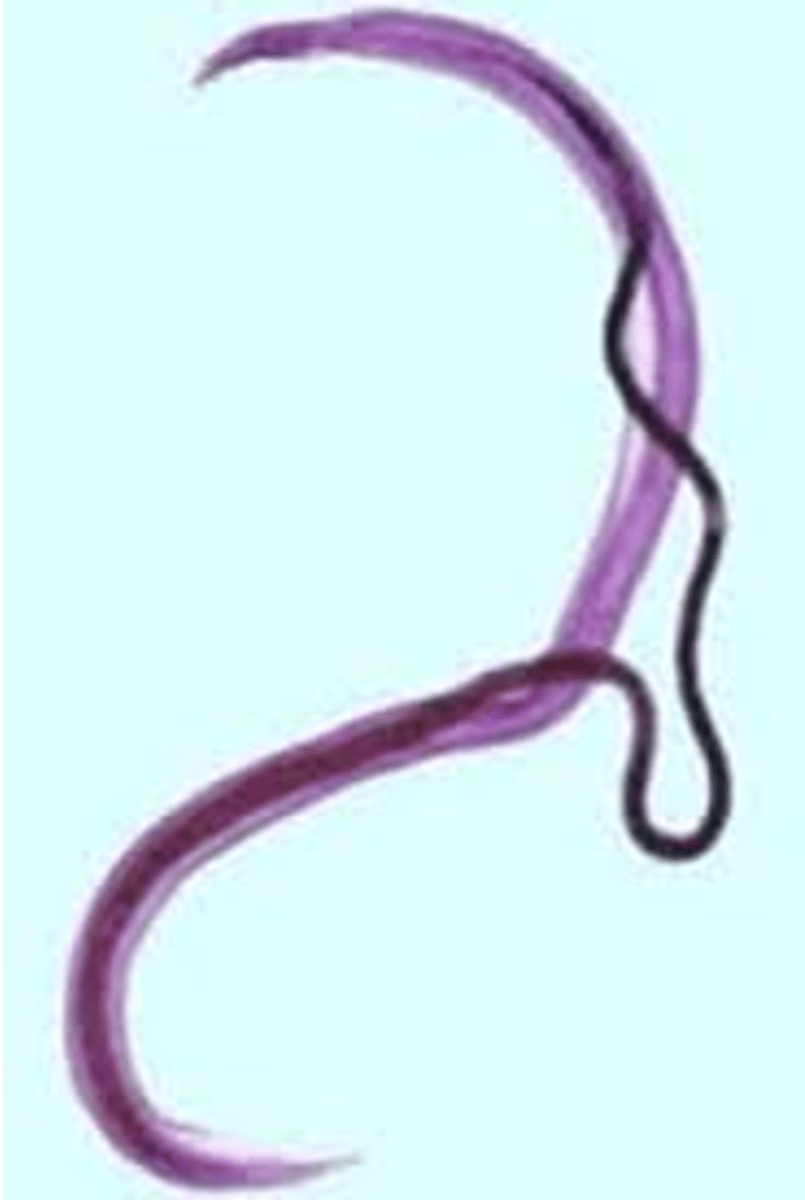<p>male is larger than female, female crawls into mate</p>