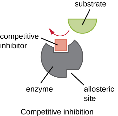 <ol><li><p><span style="background-color: transparent; font-family: "Helvetica Neue", sans-serif;"><span>Molecule w/ a similar shape to substrate fits into enzyme’s active site</span></span></p></li><li><p><span style="background-color: transparent; font-family: "Helvetica Neue", sans-serif;"><span>While the inhibitor is bound, the real substrate cannot enter</span></span></p></li><li><p><span style="background-color: transparent; font-family: "Helvetica Neue", sans-serif;"><span>No product is formed while the inhibitor occupies the site</span></span></p></li></ol><p><br><span data-name="star" data-type="emoji">⭐</span><span style="background-color: transparent; font-family: "Helvetica Neue", sans-serif;"><span> </span><strong><em><span>The inhibition is reversible </span></em></strong><span>→&nbsp; if inhibitor detaches, the substrate has another chance</span></span></p>