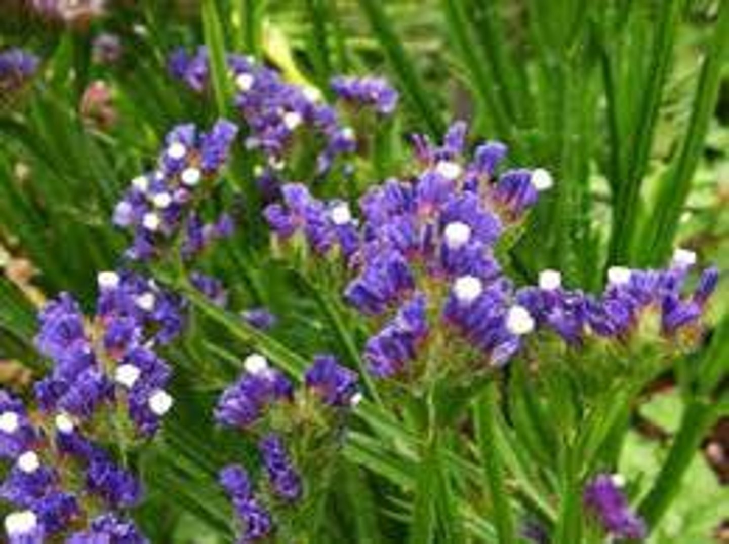 <p>Purple is most common but also come in blue, white, and yellow</p><p>Stem and flower are very paper like</p><p>Stem also has a winged edge</p>