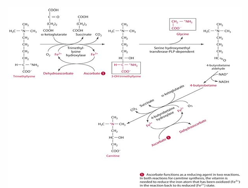 <p>step 1: trimethyllysine is converted into 3-hydroxytrimethyllysine by trimethyl-lysine hydroxylase. For this to occur ascorbate reduces iron (Fe3+ —&gt; Fe2+) and is oxidized into dehydroascorbate </p><p></p><p>last step: 4-butryobetaine is converted into carnitine by 4-byturobetaine hydroxylase. For this to occur ascorbate reduces iron (Fe3+ —&gt; Fe2+) and is oxidized into dehydroascorbate </p>