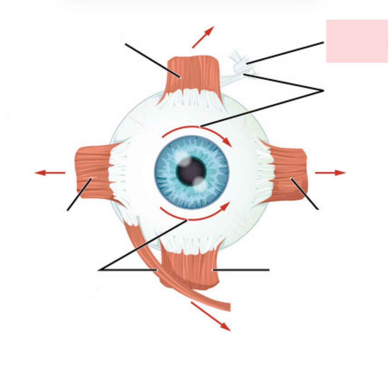 <p>Label the Diagram</p>