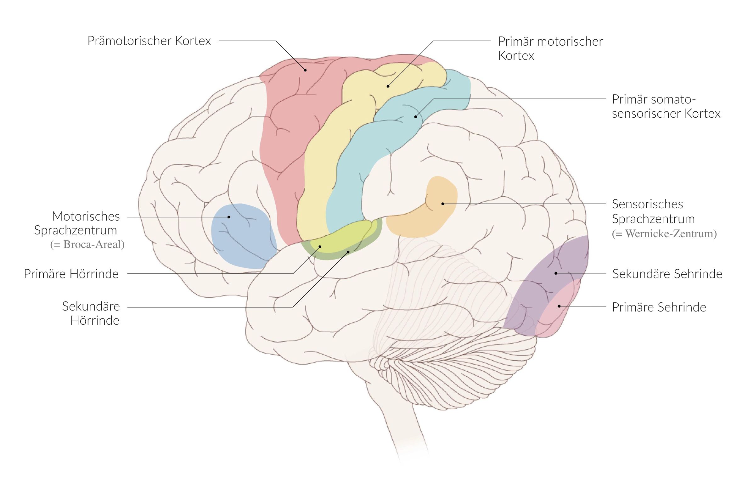 <p>B. Broca’s area</p>