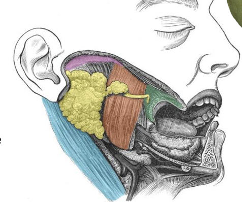 <p><span>What is the parotid gland? Where is it located? What is its innervation? What structures pass through?</span></p>