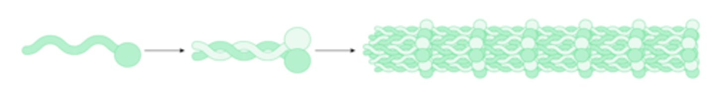 <p>Cytoskeletal fibers whose size is intermediate between those of actin filaments and microtubules and can be made from a variety of protein subunits.</p>