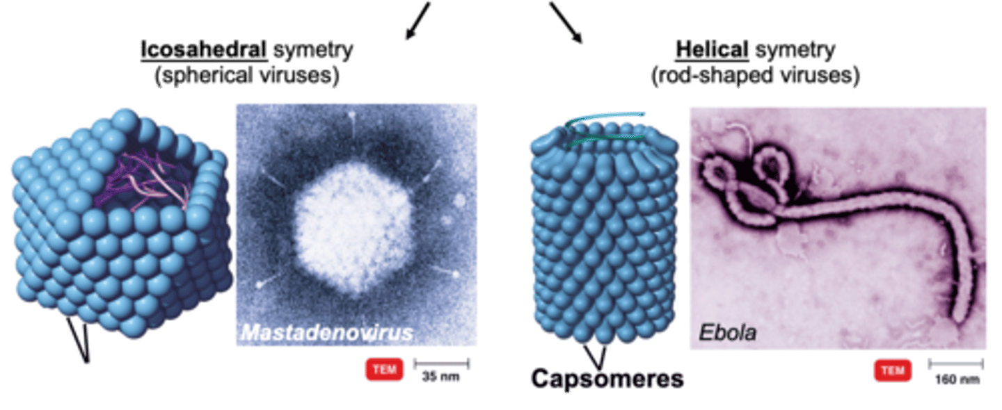 <p>Shape of virus is determined by shape of capsid:</p>