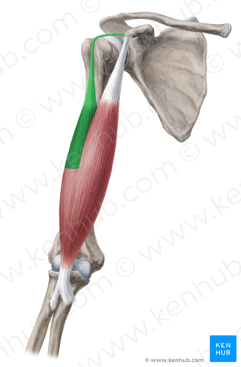 <p>Welke spier is dit?</p>