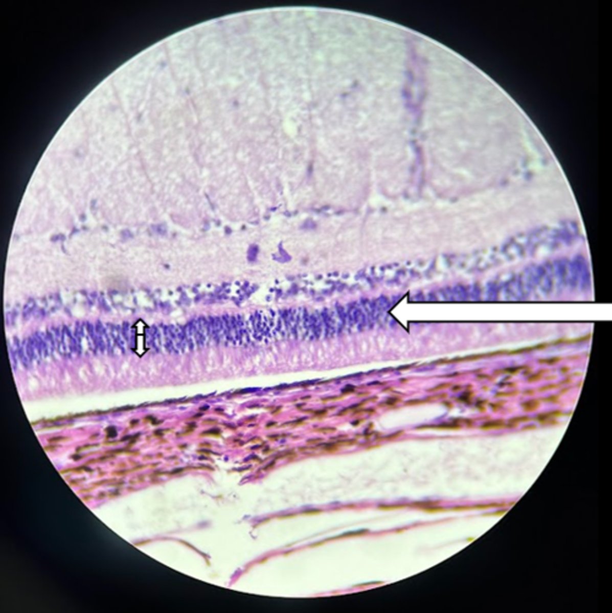 <p>name the structure</p>