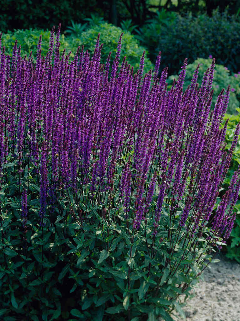 <p>Salvia nemorosa</p>