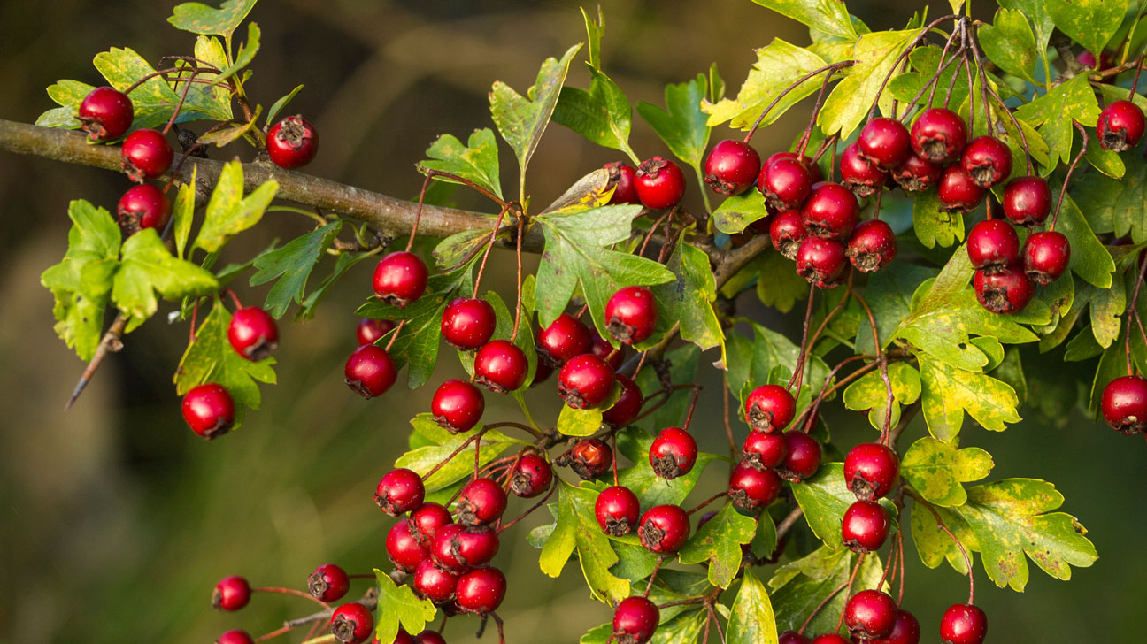 <p>hawthorn, Crataegus spp., Rosaceae</p>