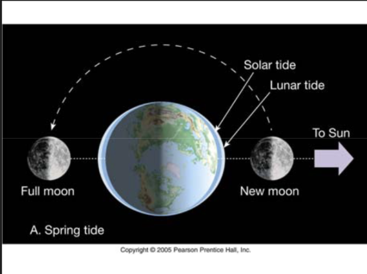 <p><span>What causes tides? When do you get the highest and lowest amplitude tides, and what are they called, and what astronomical configuration gives rise to each?</span></p>