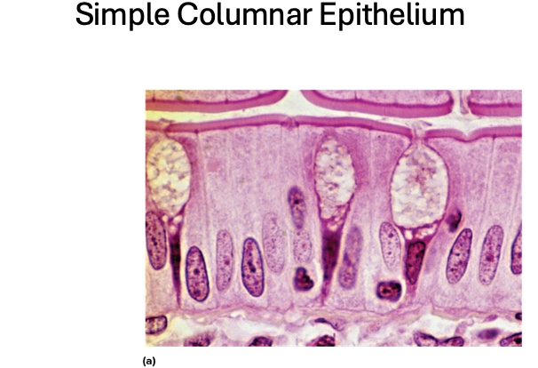 <p><span style="font-family: &quot;Aptos Display&quot;">Simple Columnar Epithelium location</span></p>