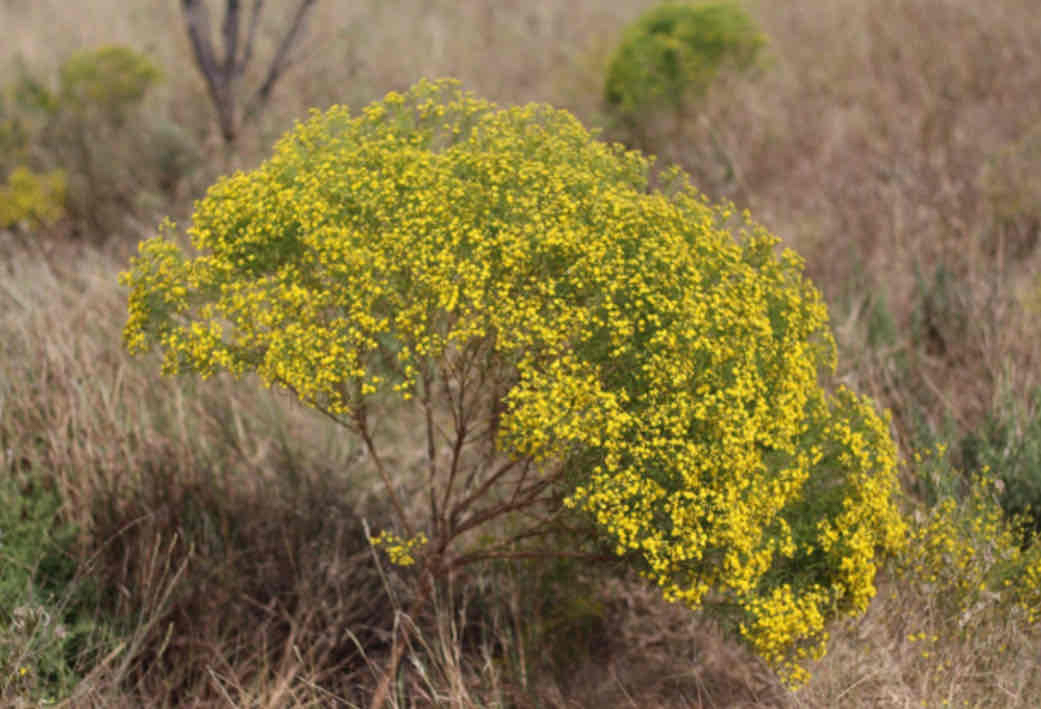 <p><img src="https://ntfronline.com/wp-content/uploads/2020/12/Picture1.jpg" alt="Grazing North Texas: Annual Broomweed – North Texas Farm and ..."></p>