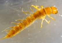 <p>what bugs order is this</p>