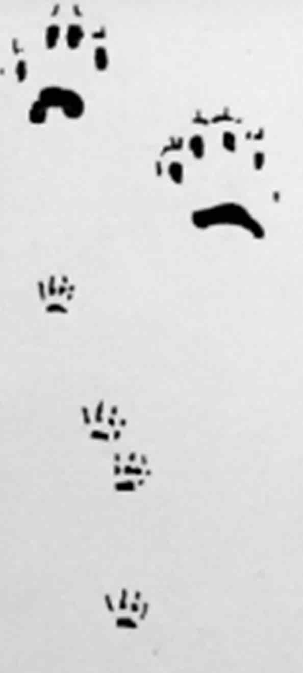 <p>What footprint is this</p>