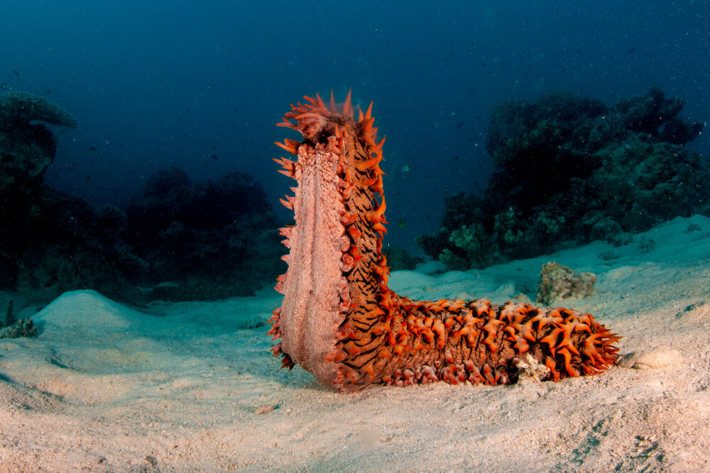 <p>sea cucumbers</p><p>lack spines and have 5 rows of tube feet</p><p></p>