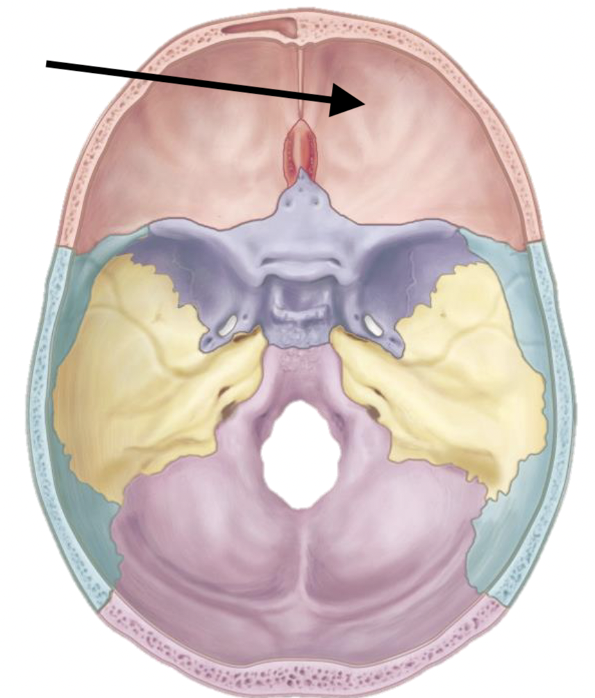 <p>Name the bone</p>