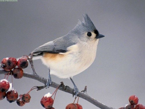 <p>Order: Passeriformes Family: Paridae</p>