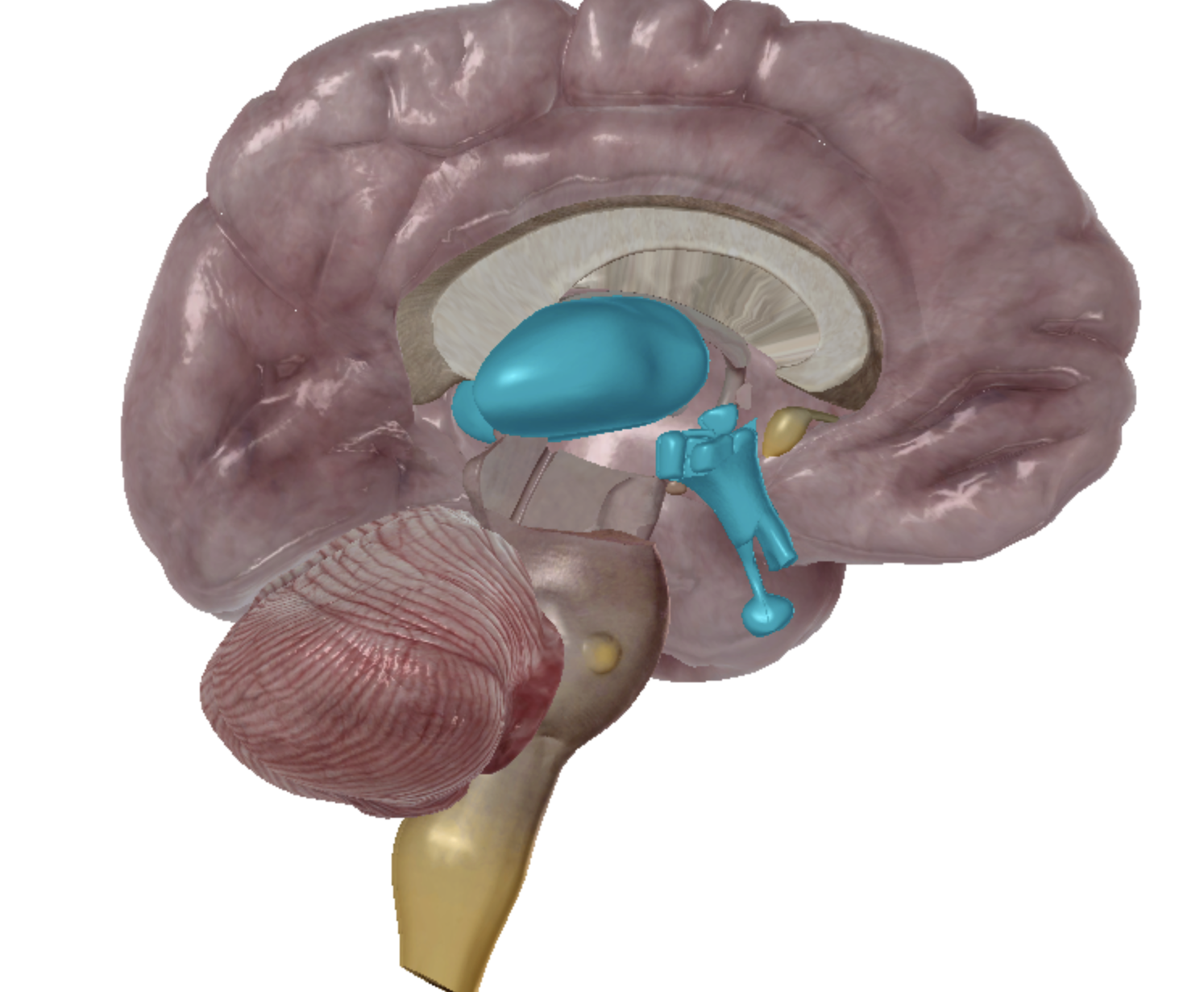 <p>what is highlighted </p>