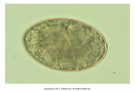 <ul><li><p>All use two intermediate hosts​</p></li><li><p>Eggs that come into contact with water release ciliated hexacanth embryo called coracidium​</p></li><li><p>Swims in water, ingested by microscopic crustacean and develops into procercoid​</p></li><li><p>Then ingested by fish or amphibian, matures in muscle into metacestode larva called plerocercoid or sparganum​</p></li><li><p>Definitive host eats intermediate host to become infected</p></li></ul><p></p>
