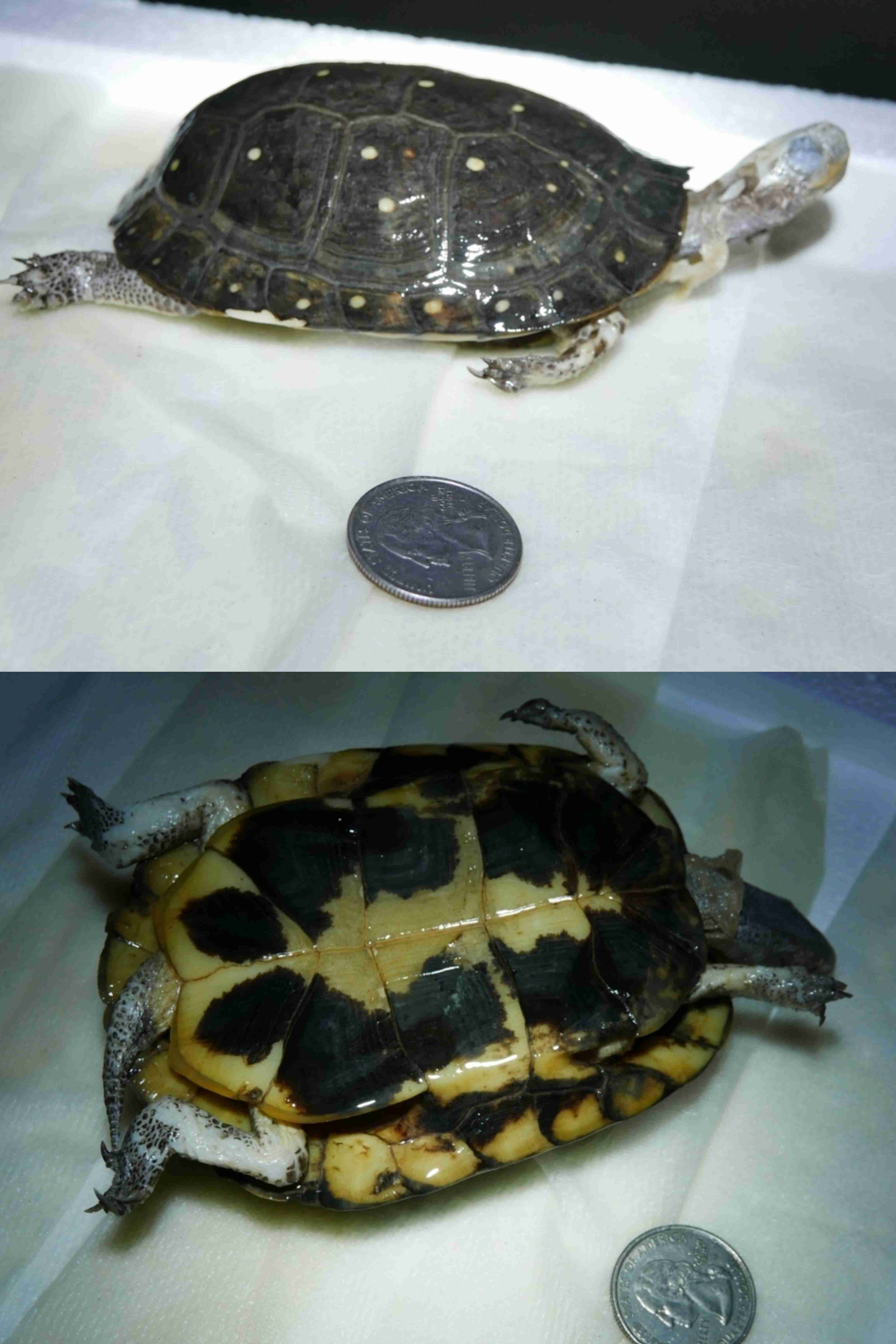 <p>What is the family and scientific name for this turtle?</p>