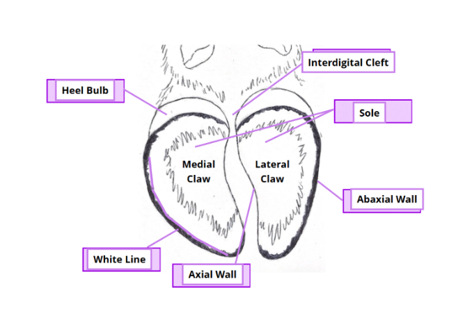 <ul><li><p><span>Found in fore and hindlimbs of both sexes</span></p></li><li><p><span>Pouches are tubular invaginations of the skin&nbsp;</span></p></li><li><p><span>Walls of pouch contain sebaceous &amp; serous glands</span></p></li><li><p><span>Discharge waxy secretion which spreads down onto hooves&nbsp;</span></p></li><li><p><span>Serves as trail-marker</span></p></li></ul><p></p>