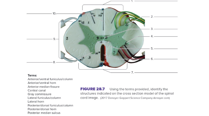 <p>Label the following: cross section model of the spinal cord</p>