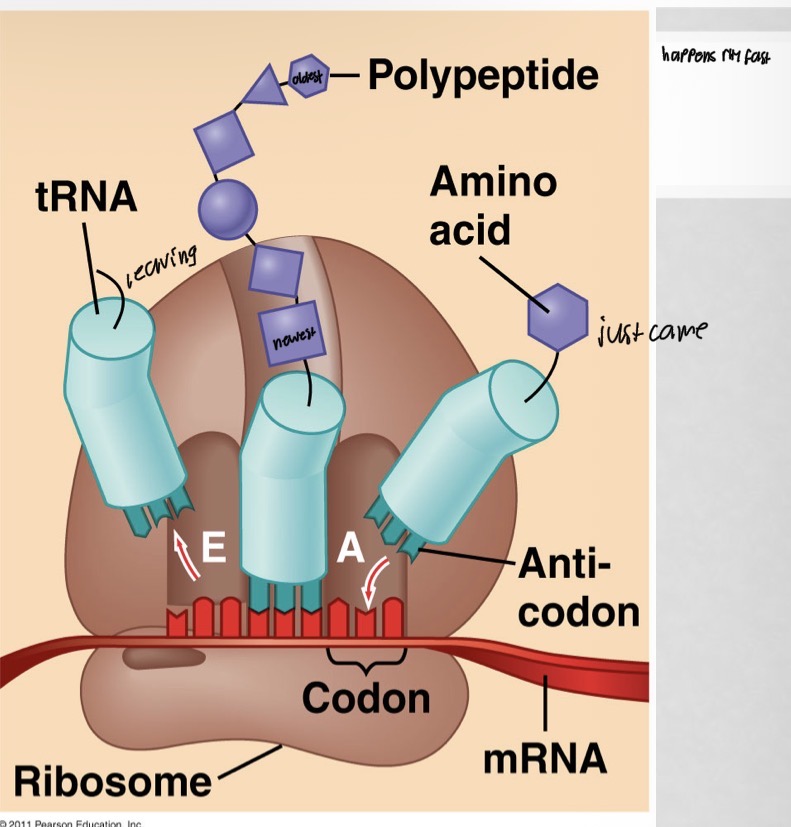 <ul><li><p>The corresponding t-RNA carrying the amino acid arrives at the A-site (Amino-acyl t-RNA binding site)</p></li><li><p>The amino acid is transferred from the t-RNA sitting at the P-site to the A-site and a bond (peptide bond) is formed with the existing amino acid(s). This results in a polypeptide forming each time a new amino acid is added</p></li><li><p>The t-RNA in the P-site transfers to the E-site (exit). The t-RNA in the A-site moves to the P-site to make room for a new t-RNA. The cycle continues.</p></li></ul><p></p>