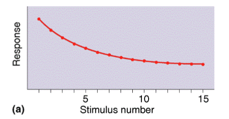 <p>learning to ignore stimulus that lacks meaning&nbsp;</p><p>ex:</p><ul><li><p>Living near train tracks → at first the noise is loud and distracting, but over time you stop noticing it.</p></li><li><p>A ticking clock that fades into the background.</p></li></ul><p></p>