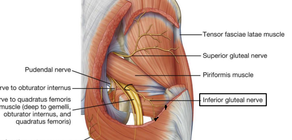 <p>Inferior gluteal n. (sacral plexus)</p>