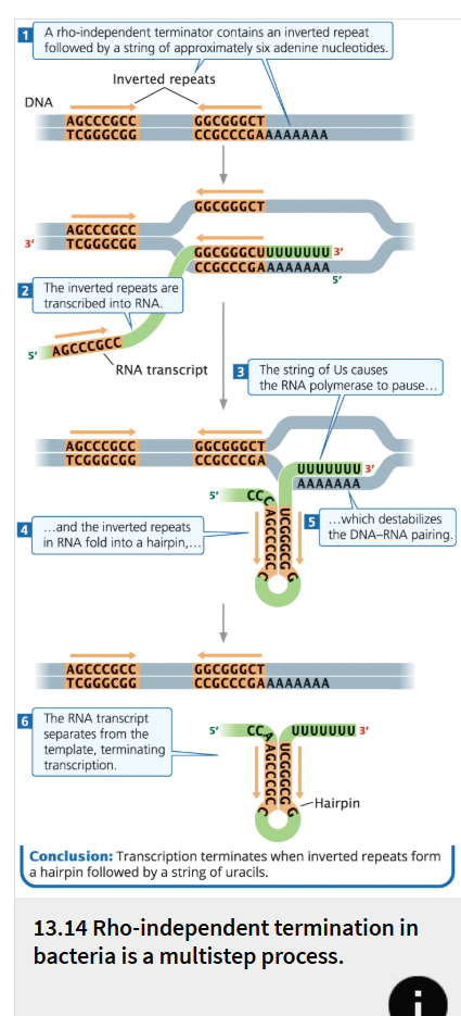 <ul><li><p>(also known as intrinsic terminators) are able to cause the end of transcription in the absence of the rho factor.</p></li><li><p>make up about 50% of all terminators in prokaryotes</p></li><li><p>have two common features.</p><ul><li><p>First, they contain inverted repeats, which are sequences of nucleotides on the same strand that are inverted and complementary.</p><ul><li><p>When these inverted repeats are transcribed into RNA and bind to each other, a hairpin forms</p></li></ul></li><li><p>Second, in rho-independent terminators, a string of seven to nine adenine nucleotides follows the inverted repeat in the template DNA. </p><ul><li><p>The transcription of these adenines produces a string of uracil nucleotides after the hairpin in the transcribed RNA.</p></li></ul></li></ul></li></ul><p></p>