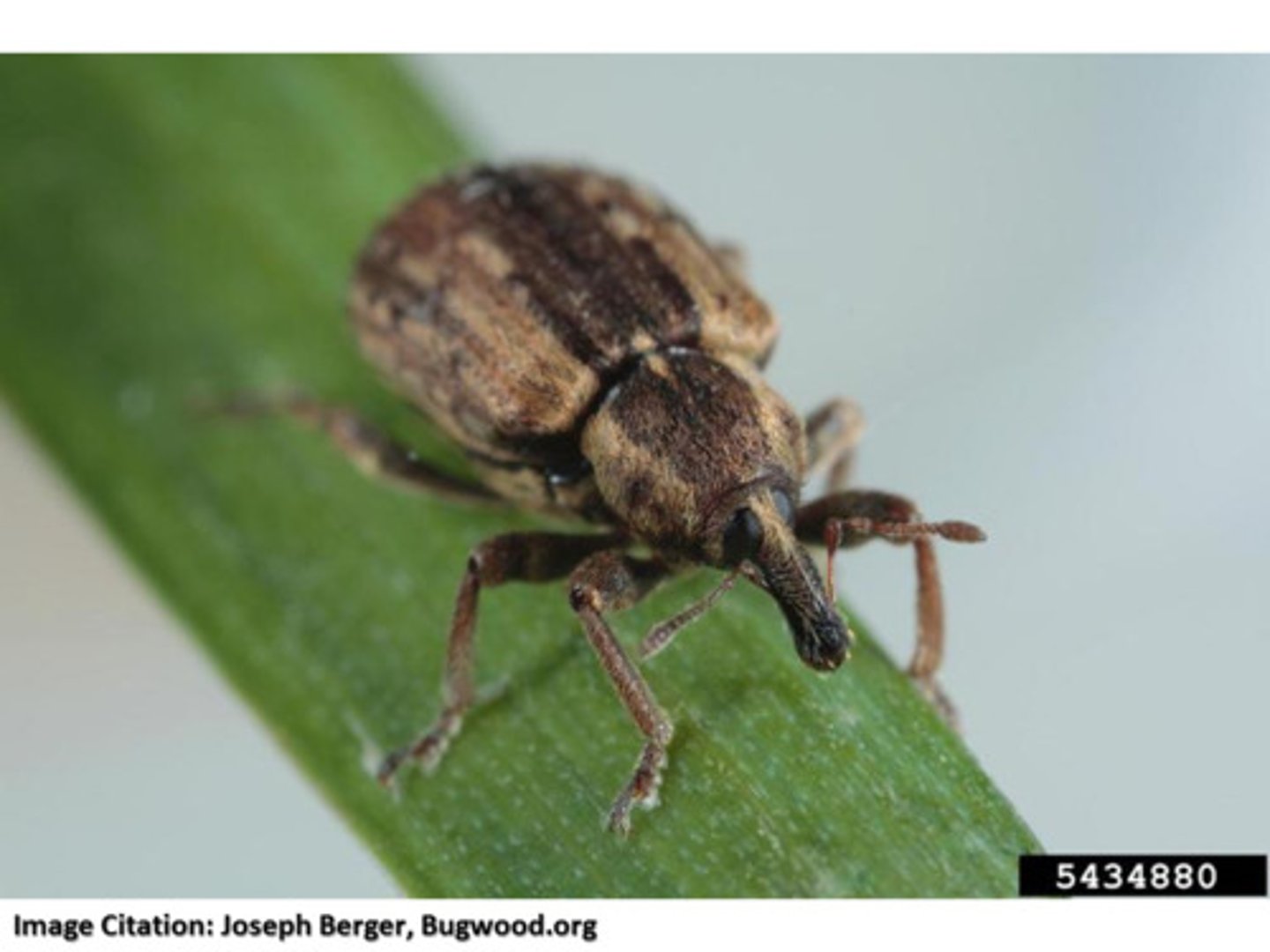 <p>Beetle Family</p>