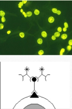 <ol><li><p>Identify </p></li><li><p>The test is used for ….</p></li><li><p>The serological test is visualized by using….</p></li></ol>