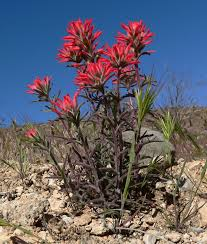 <p><em>Castilleja</em></p>