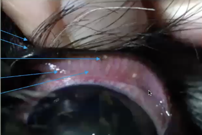 <p>skin, hair, mucocutaneous junction, conjucntiva, glands, musclesE</p>