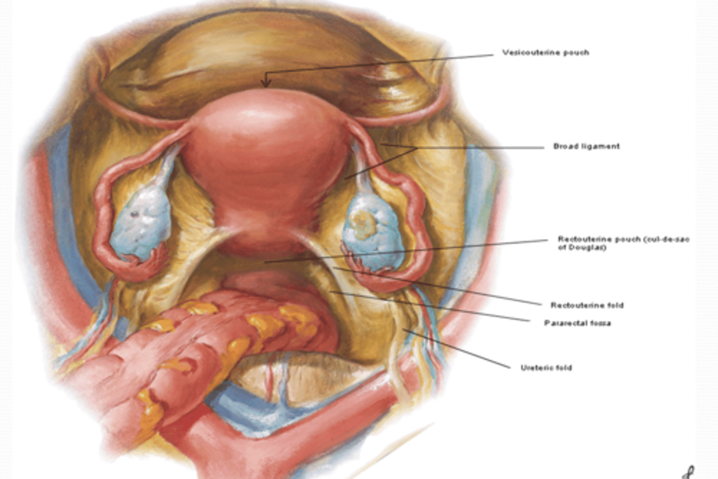 <p>What are the Rectouterine folds (F) formed by? where do they demarcate? </p>
