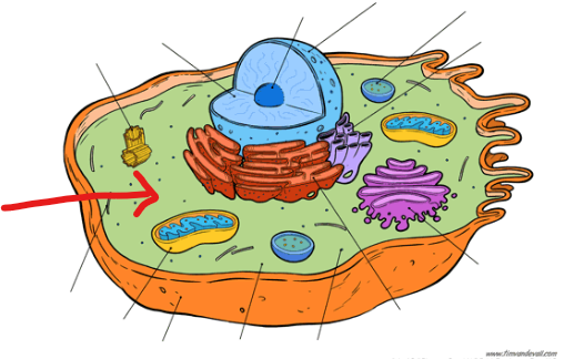 <p>area of cell between nucleus and cell membrane, holds organelles, cytosol</p>