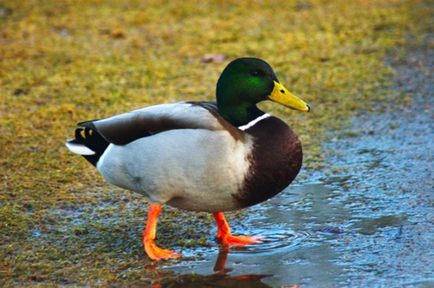 <p>the duck</p>