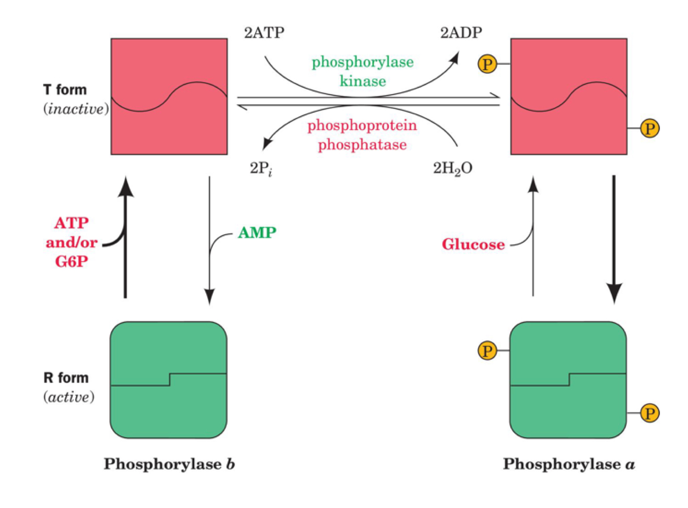 in addition to promoting shift to active R form, phosphorylation also changes which other allosteric regulations (ATP, G6P, glucose) can affect GP

in the unphosphorylated (b) active (R) form of GP, ATP and/or G6P inactivate it, changing to the T form 

in the unphosphorylated (b) inactive (T) form of GP, AMP activates it, changing to the R form 

in the phosphorylated (a) active (R) form of GP, glucose inactivates it, changing to the T form 

phosphorylase kinase uses 2 ATP to phosphorylate the T form of GP (still inactive)

phosphoprotein phosphatase uses 2 H2O to dephosphorylate the T form of GP (still inactive) 