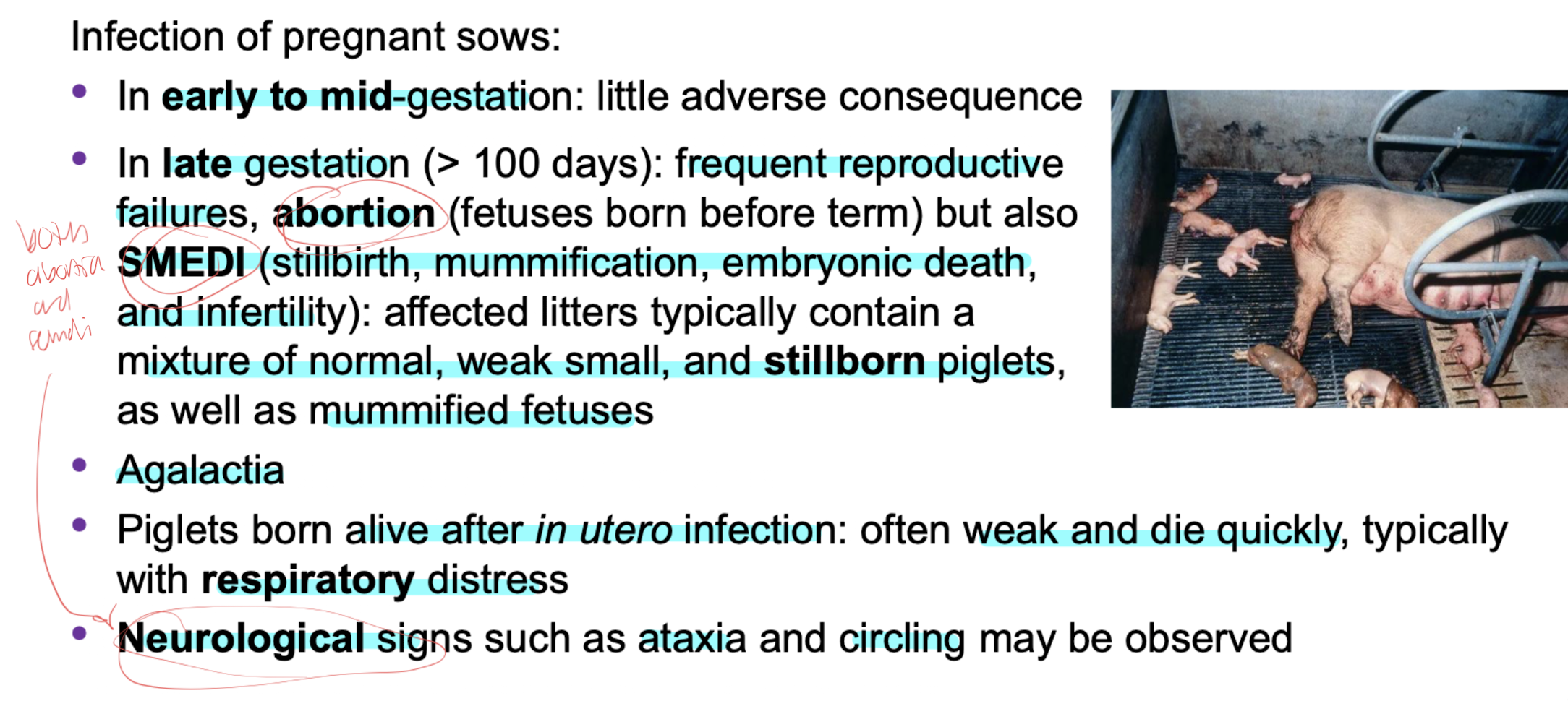 females- SMEDI, Abortion, Neuro signs