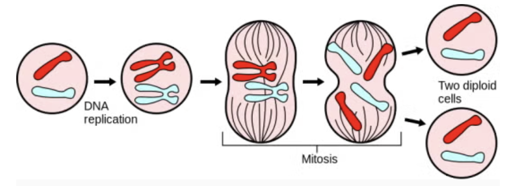 <p><strong>2 WAYS OF CELL DIVISION:</strong></p><p>single cell divides into 2 daughter cells that are replicas of each other and have the same number of chromosomes;</p><p>division of the <strong>cell’s nucleus</strong></p><p>for growth &amp; repair;</p><p>produces <strong>body cells;</strong></p><p><strong>diploid → diploid</strong></p>